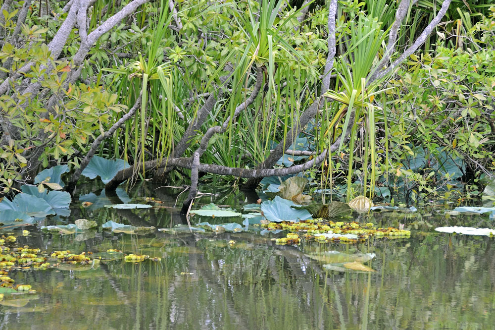 Yellow Water Billabong