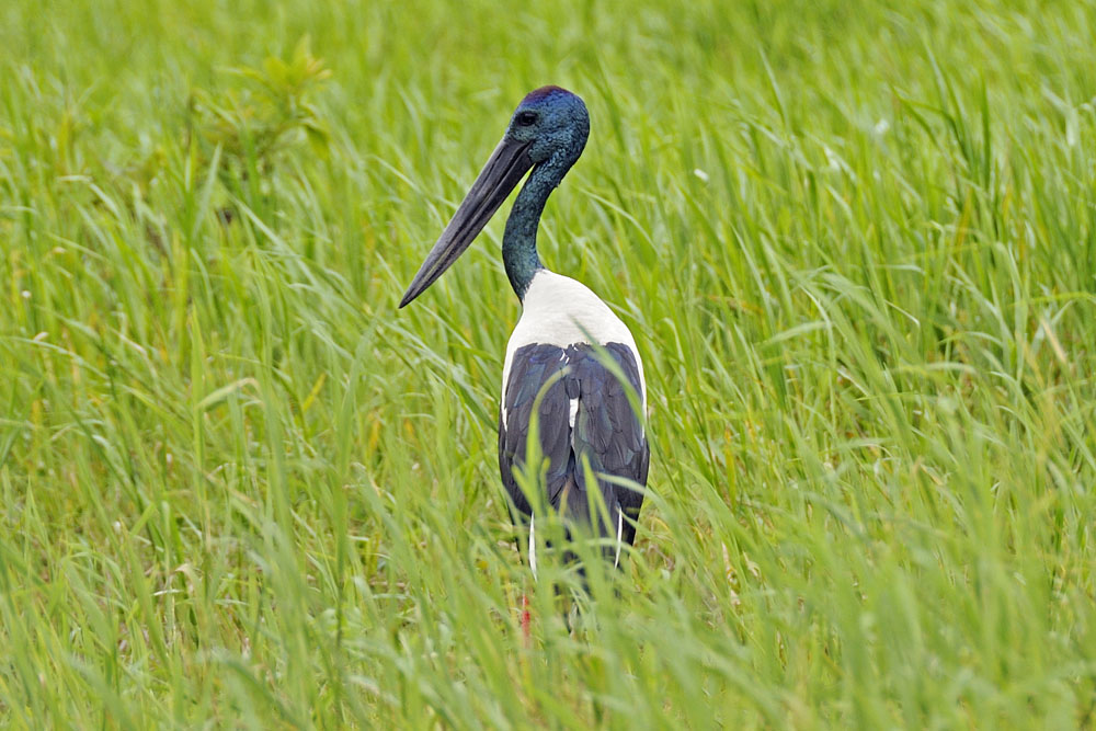 Bird in Yellow Water Billabong