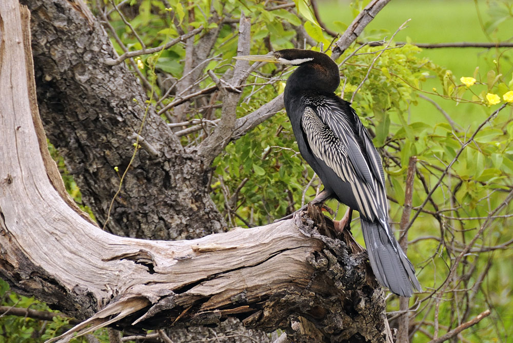 Bird in Yellow Water Billabong