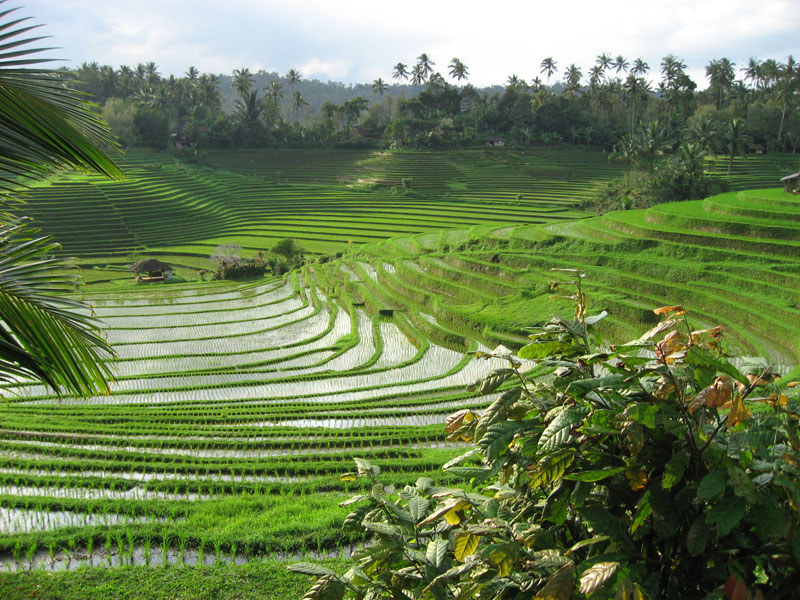 Terraced rice fields