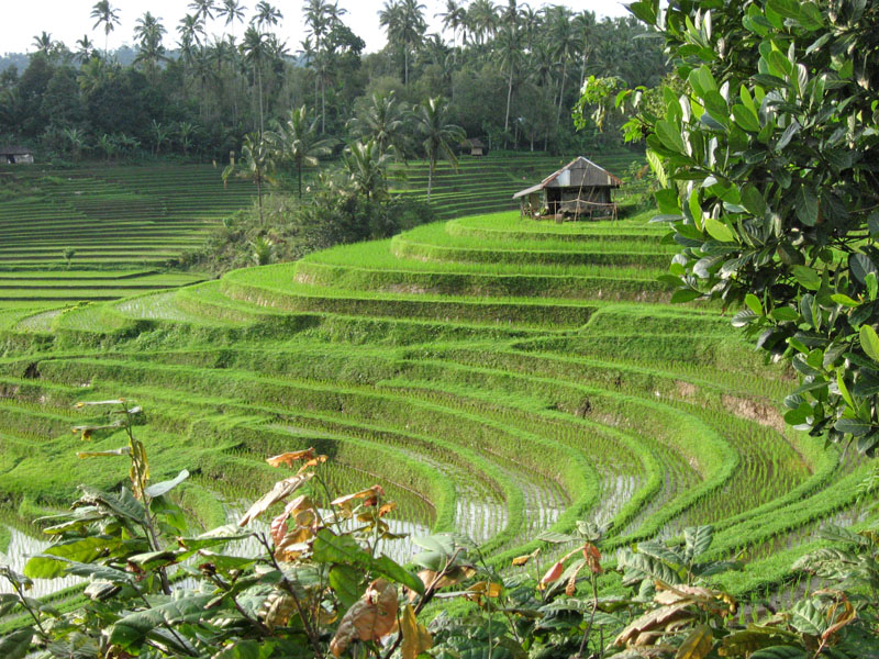 Terraced rice fields