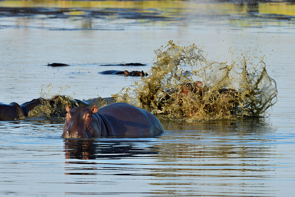 Hippos