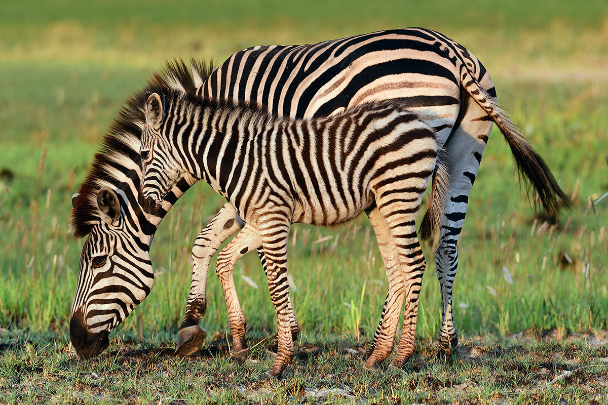 Zebra with baby