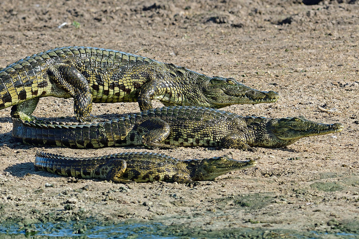 Crocodiles
