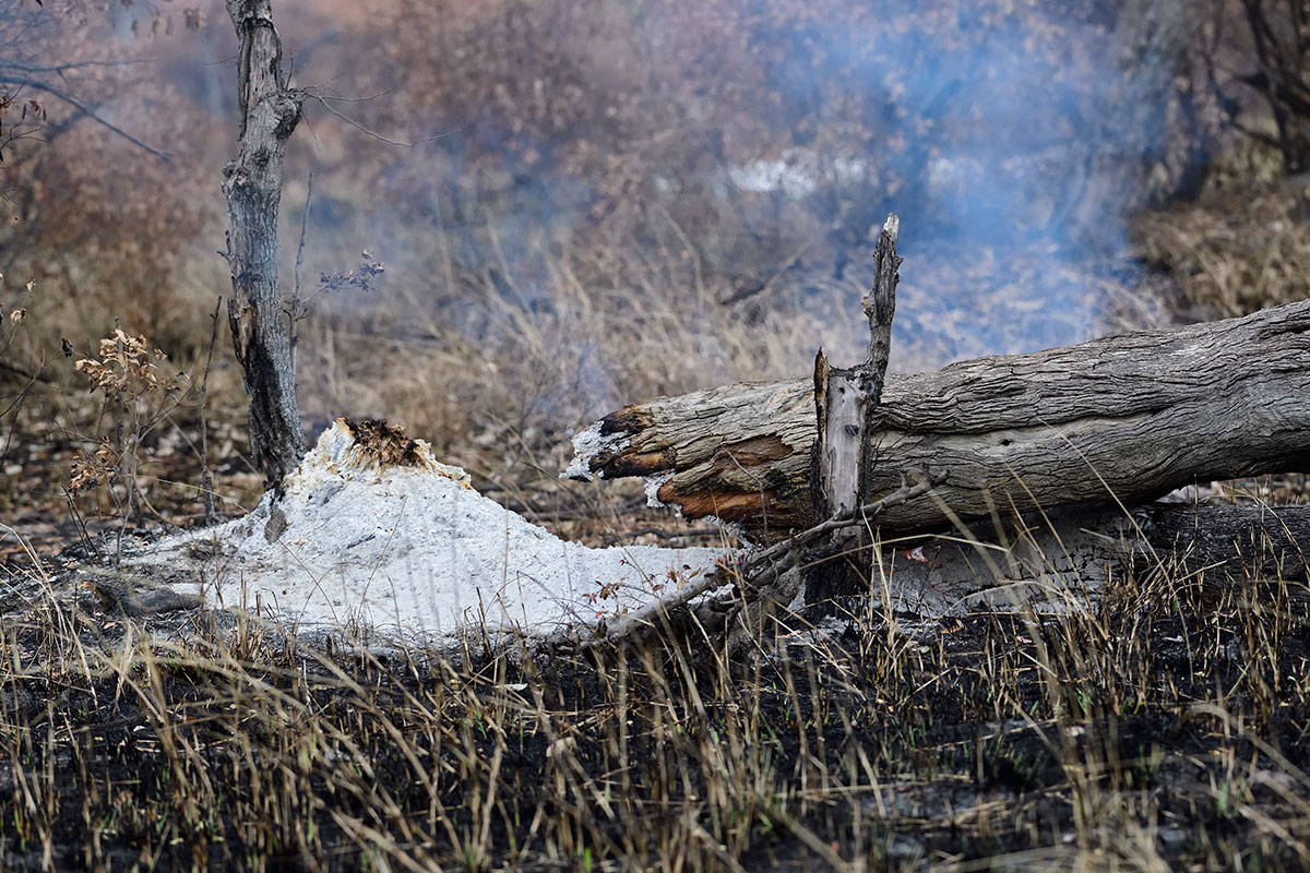 Fire burning, tree trunk and ash