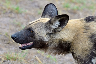 Wild dog