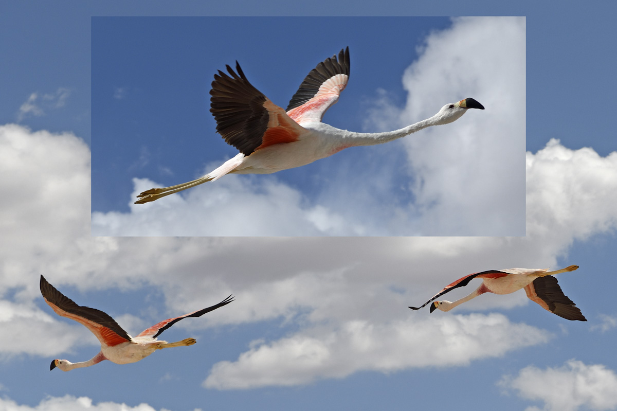 Flamingos in flight
