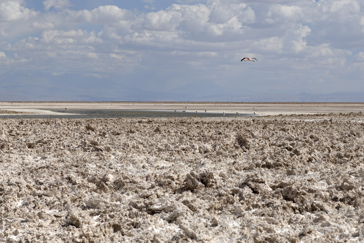 Flamingos in salt flat lagoon
