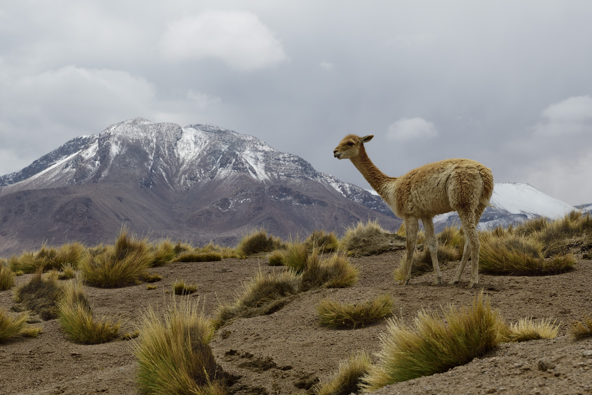 Vicuña