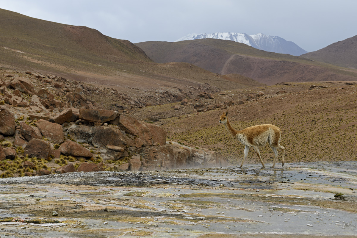 Vicuña walking across steaming thermal springs