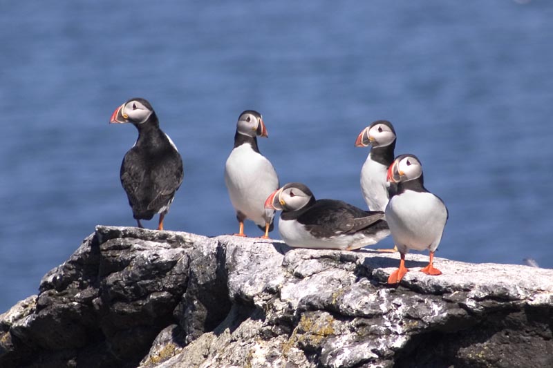 Puffins on Vigur Island