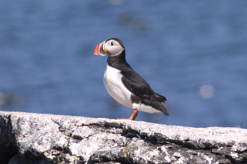 Puffin on Vigur Island