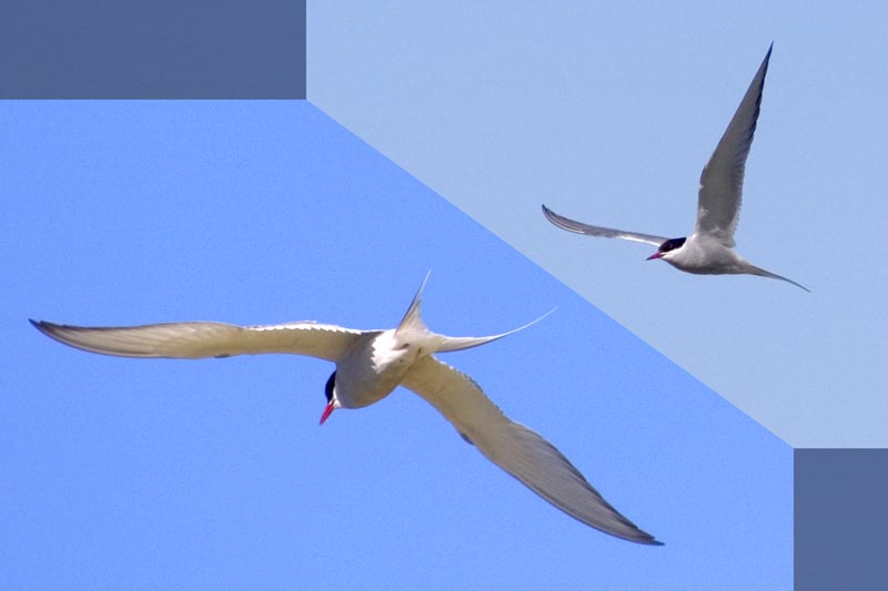 Arctic Terns on Vigur Island
