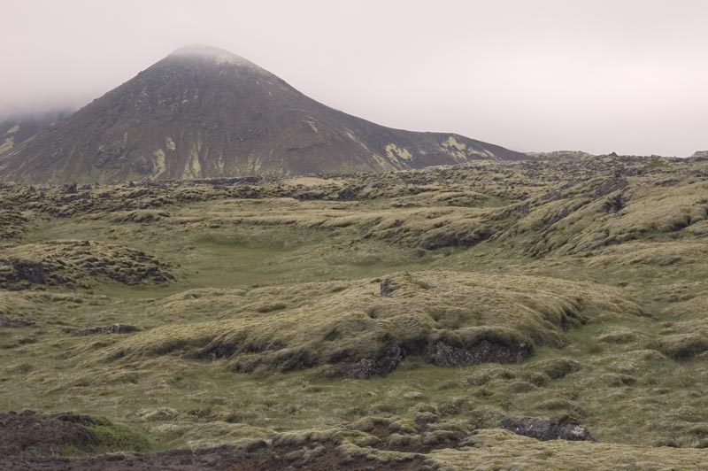 Moss on volcanic landscape
