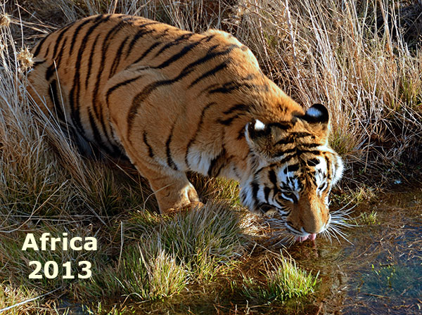Africa 2013