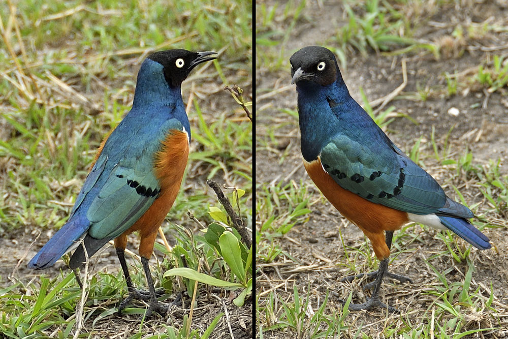 Superb starling