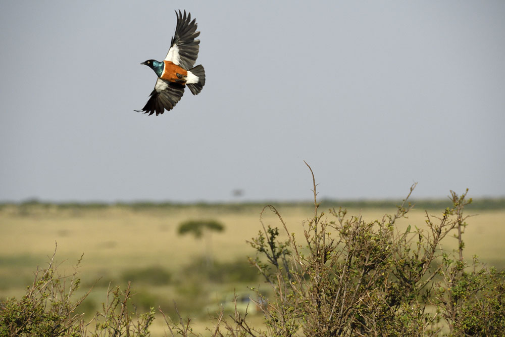Superb starling in flight