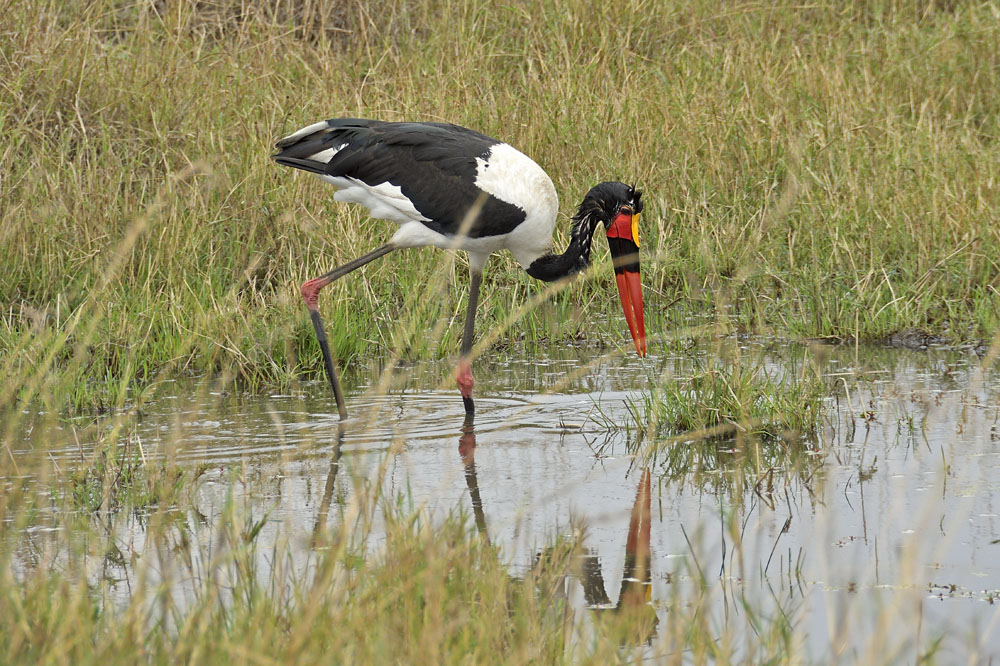Saddle-billed stork