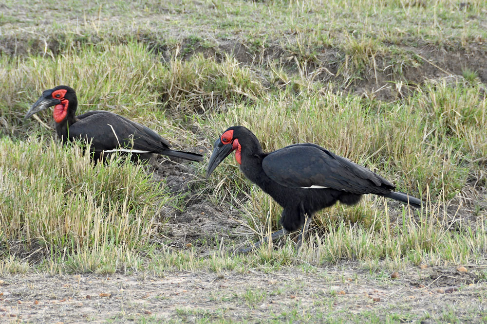 Southern ground hornbills