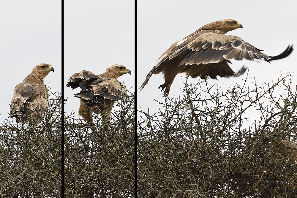 Tawny eagle