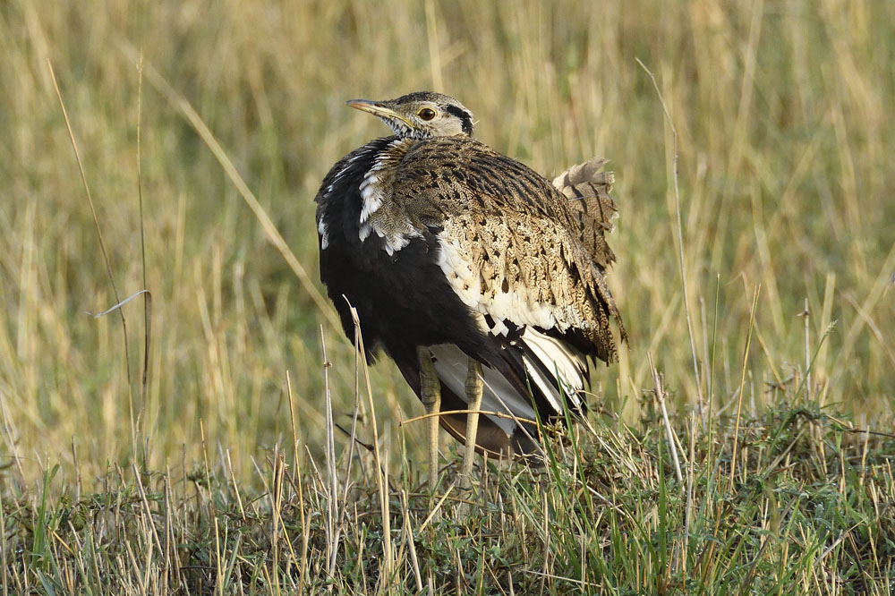 Black-bellied bustard