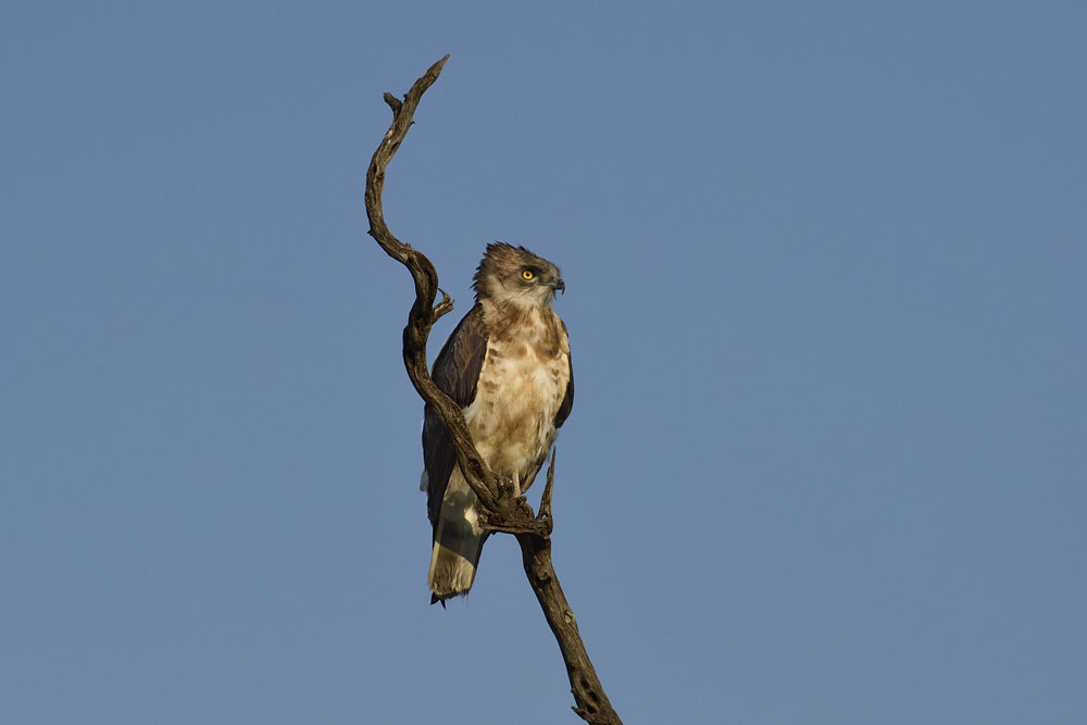 Juvenile black-chested snake eagle