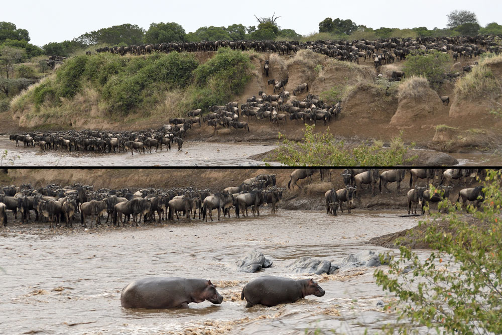 They come down the bank, but do not dare to cross