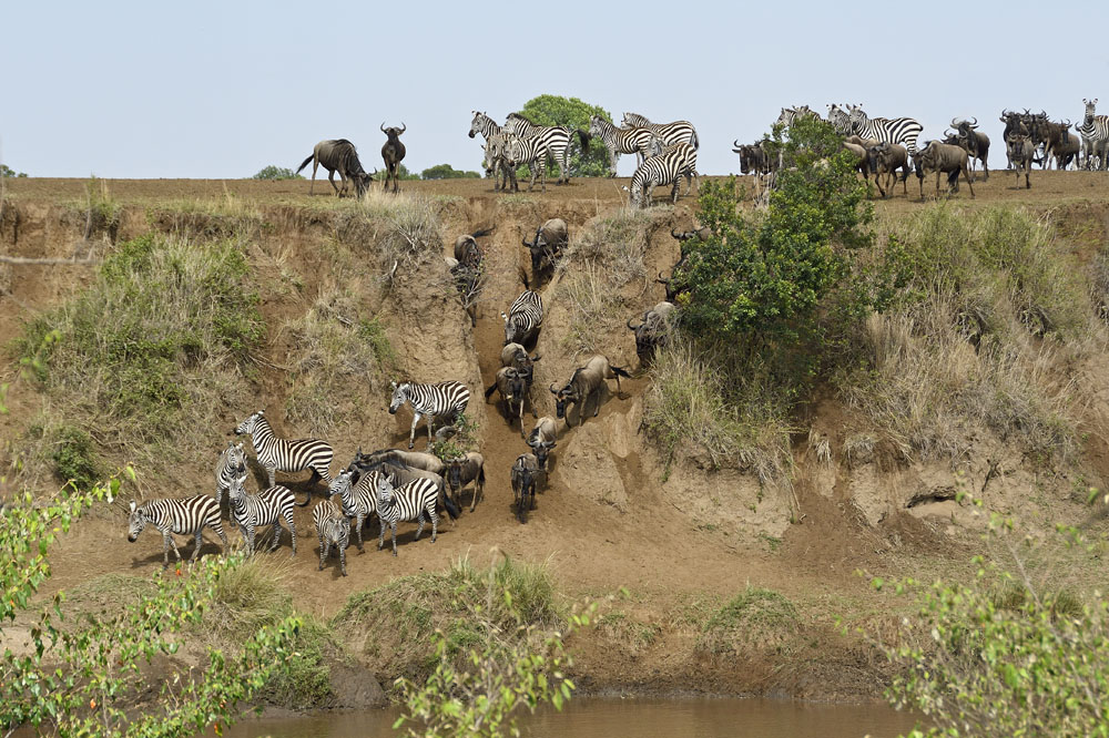 More animals come down the bank to the river's edge