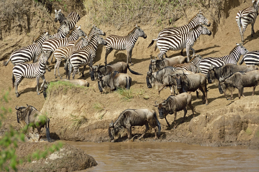 They are still reluctant to brave the dangers of the river