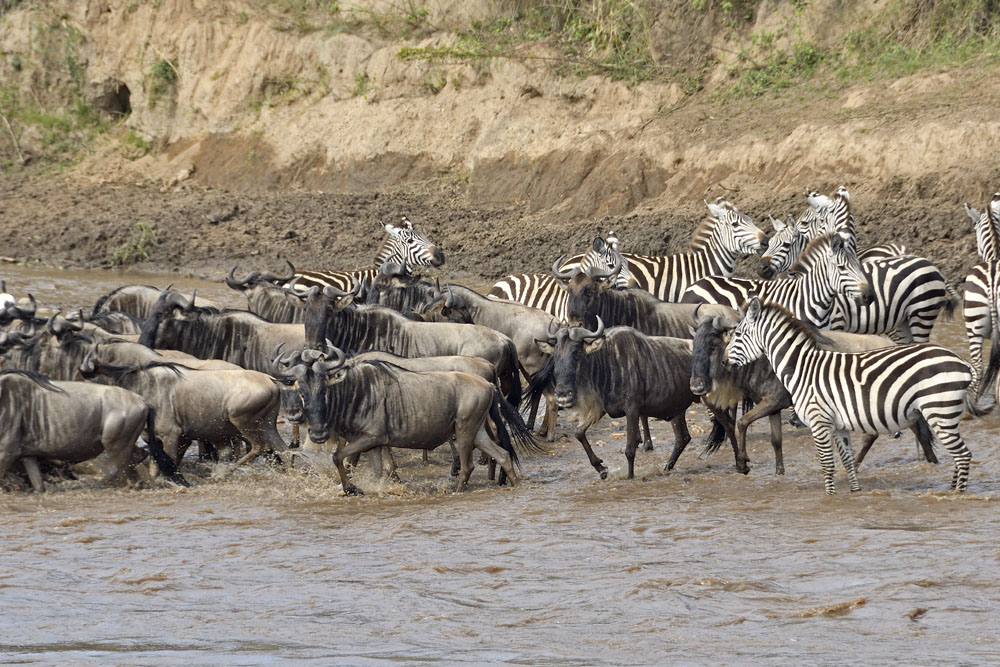 Then, in large numbers, across they come