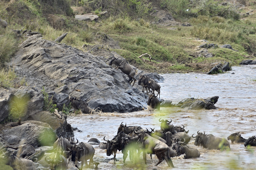 And they climb up the bank on the other side