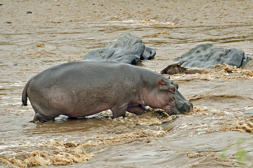 This poor gnu got its hoof caught underwater and did not survive the crossing