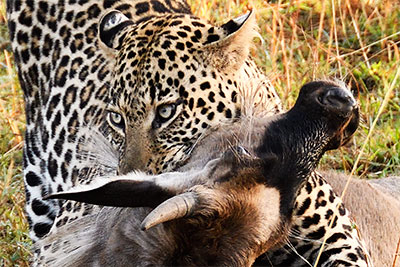 Leopard Kill