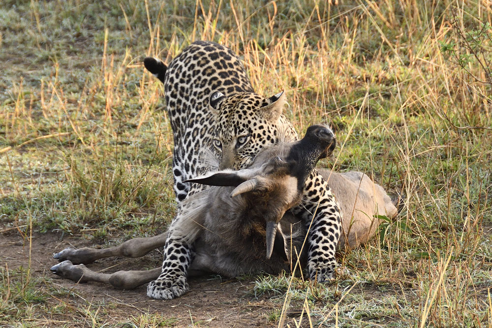 Leopard arching its back for increased leverage