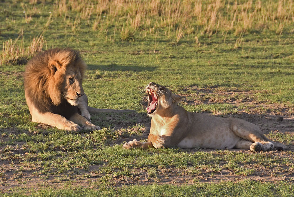 Black maned lion and lioness