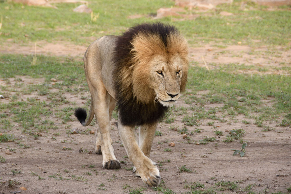 Black maned lion