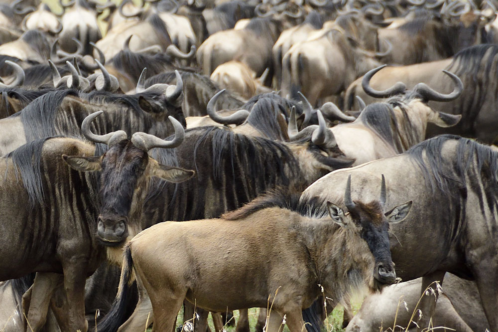 There are tens or hundreds of thousands of these animals around