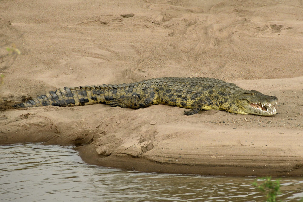 Crocodile on the river bank
