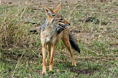 Wildlife of the Maasai Mara