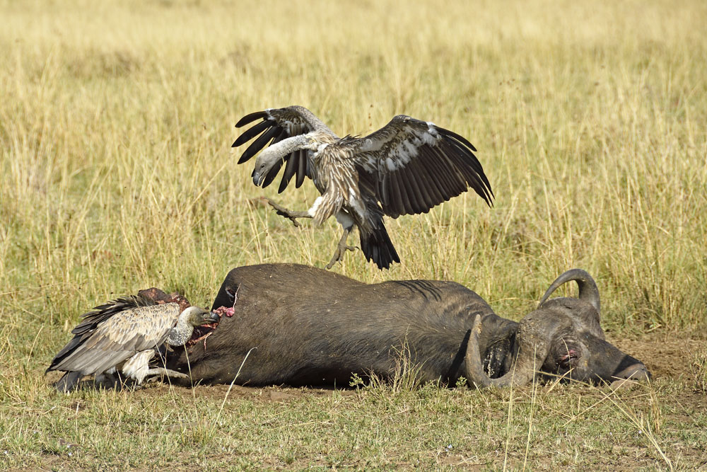 First vultures arrive