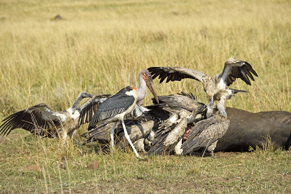 More vultures arrive