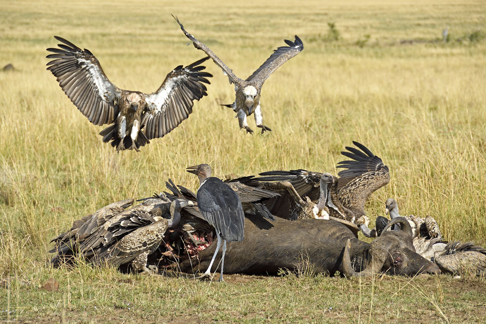 Still more vultures arrive