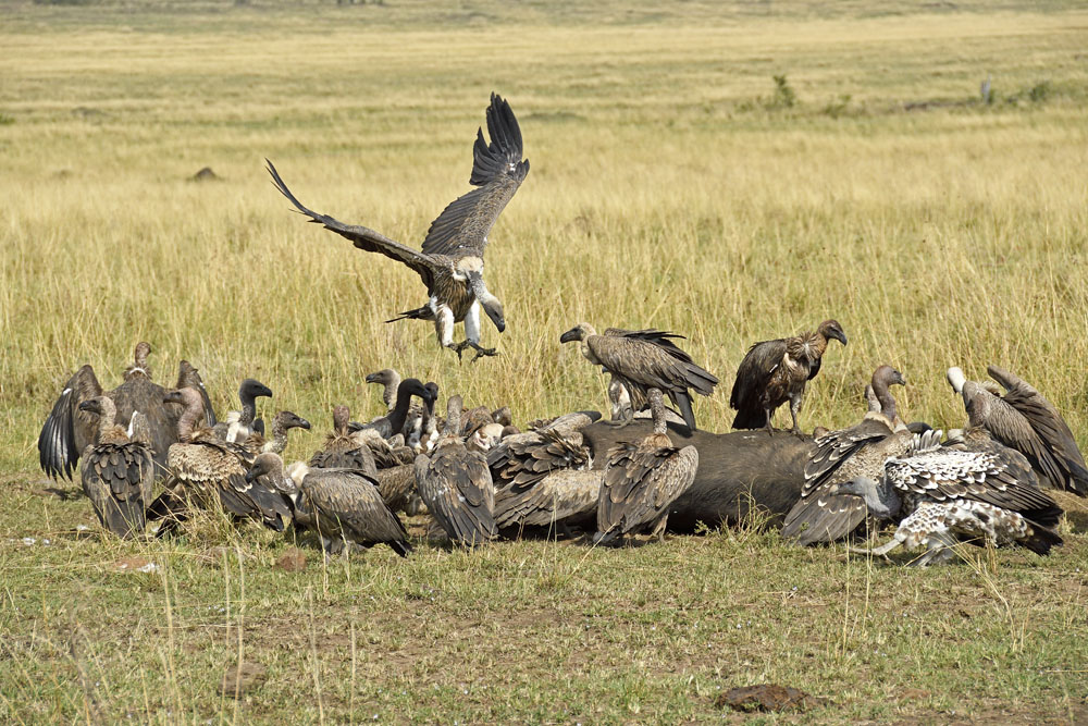Vultures just keep coming from the sky