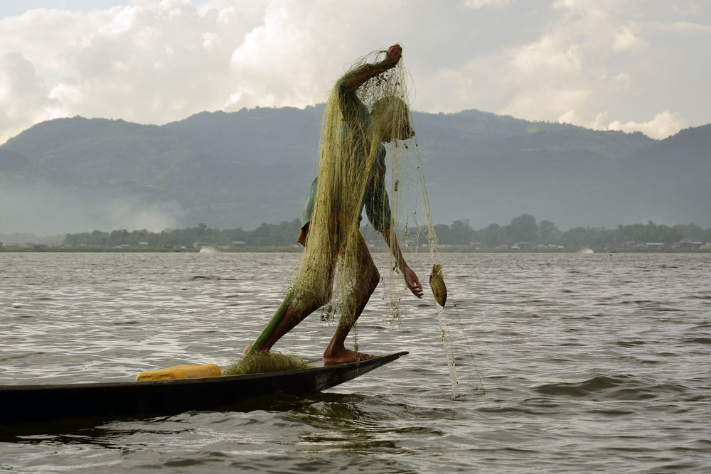 Fisherman with fish in netting