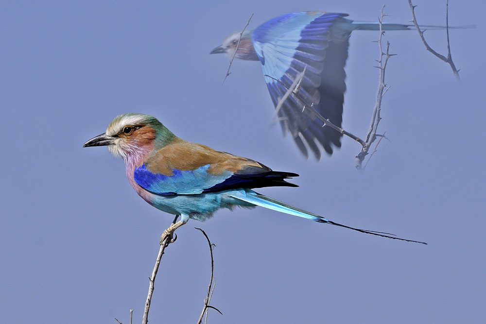 Lilac breasted roller