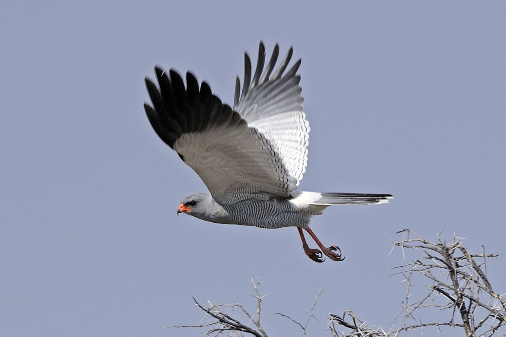 Southern pale chanting goshawk