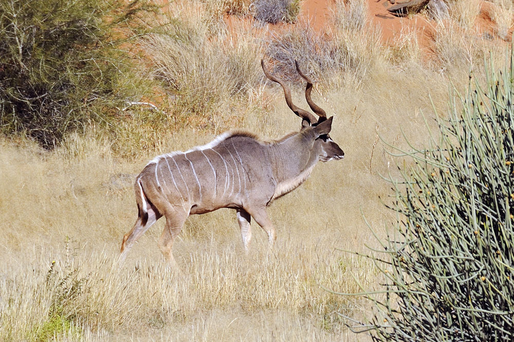 Kudu