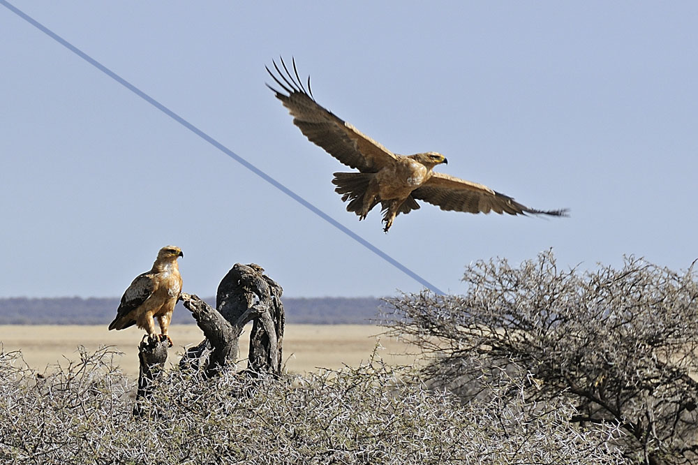 Tawny eagle