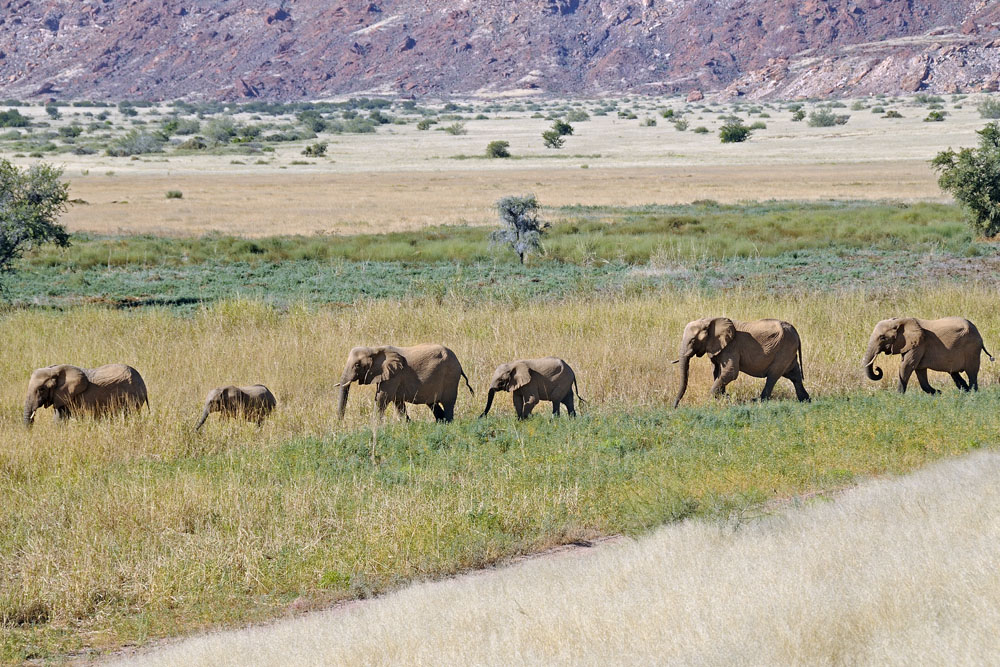 Elephants in Damaraland