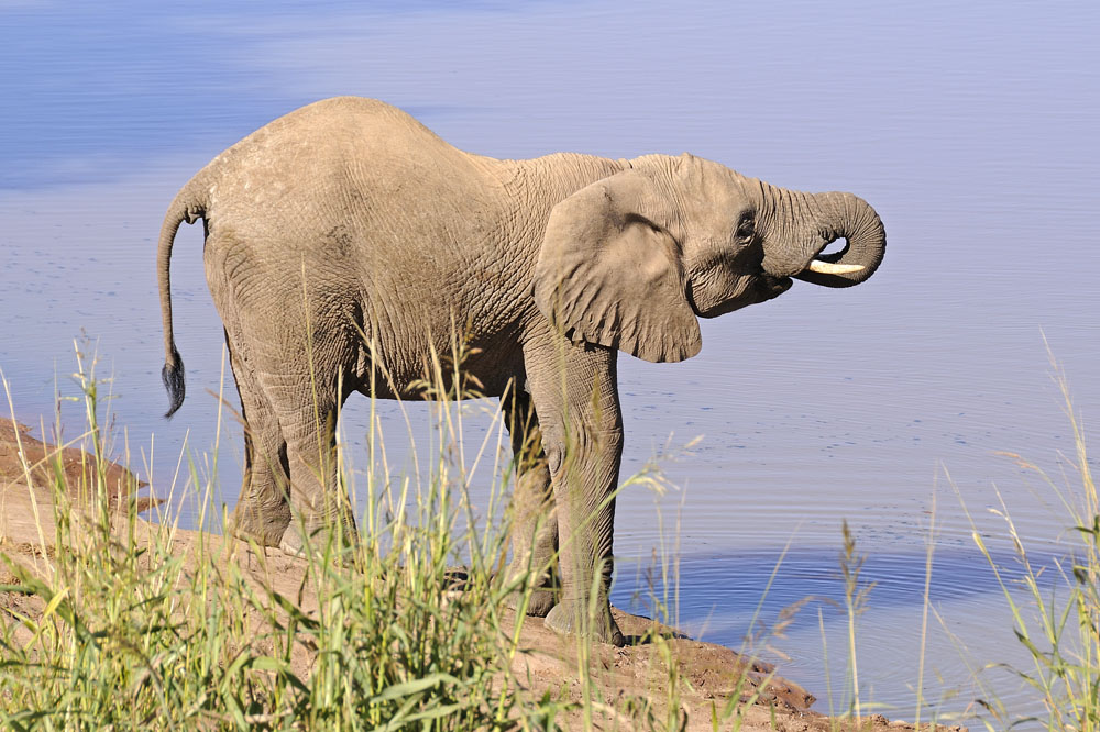 Desert adapted elephant
